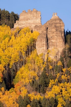 Picture of USA-COLORADO-UNCOMPAHGRE NATIONAL FOREST PINNACLE RIDGE TOWERS OVER ASPENS IN AUTUMN