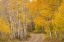 Picture of USA-COLORADO-UNCOMPAHGRE NATIONAL FOREST ROAD THROUGH ASPEN FOREST IN AUTUMN