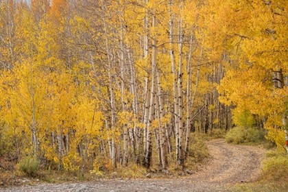 Picture of USA-COLORADO-UNCOMPAHGRE NATIONAL FOREST ROAD THROUGH ASPEN FOREST IN AUTUMN