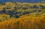 Picture of USA-COLORADO-UNCOMPAHGRE NATIONAL FOREST AUTUMN-COLORED FOREST