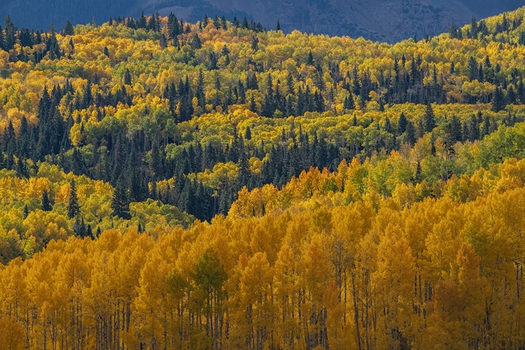 Picture of USA-COLORADO-UNCOMPAHGRE NATIONAL FOREST AUTUMN-COLORED FOREST