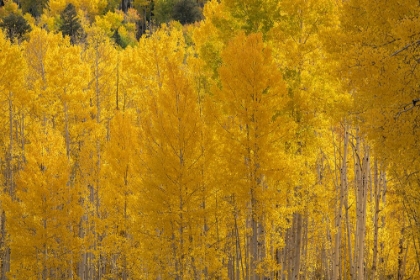 Picture of USA-COLORADO-UNCOMPAHGRE NATIONAL FOREST AUTUMN-COLORED FOREST