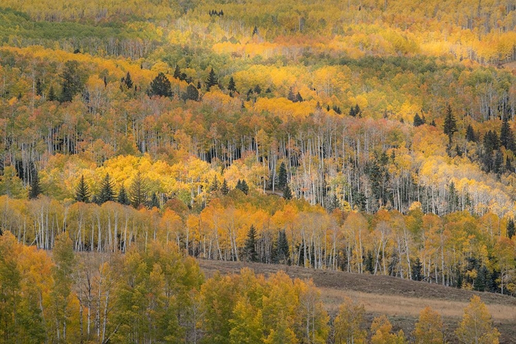 Picture of USA-COLORADO-UNCOMPAHGRE NATIONAL FOREST AUTUMN-COLORED FOREST