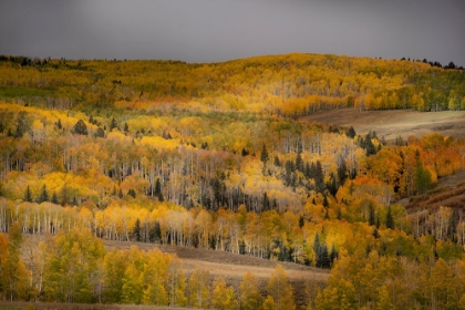 Picture of USA-COLORADO-UNCOMPAHGRE NATIONAL FOREST AUTUMN-COLORED FOREST