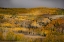 Picture of USA-COLORADO-UNCOMPAHGRE NATIONAL FOREST AUTUMN-COLORED FOREST