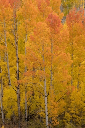 Picture of USA-COLORADO-UNCOMPAHGRE NATIONAL FOREST GOLDEN FOREST OF ASPENS ON MOUNTAIN
