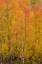 Picture of USA-COLORADO-UNCOMPAHGRE NATIONAL FOREST GOLDEN FOREST OF ASPENS ON MOUNTAIN