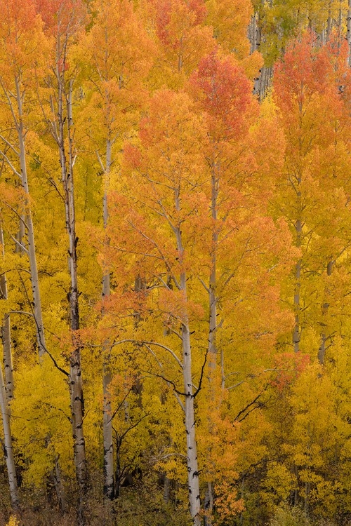 Picture of USA-COLORADO-UNCOMPAHGRE NATIONAL FOREST GOLDEN FOREST OF ASPENS ON MOUNTAIN