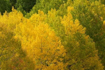 Picture of USA-COLORADO-UNCOMPAHGRE NATIONAL FOREST AUTUMN-COLORED FOREST