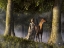 Picture of ELF AND BUCK