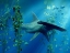 Picture of HAMMERHEAD