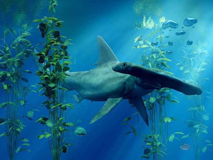 Picture of HAMMERHEAD