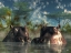 Picture of HIPPOS COMING TO GET YOU