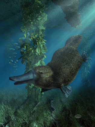 Picture of PLATYPUS