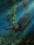 Picture of PLATYPUS