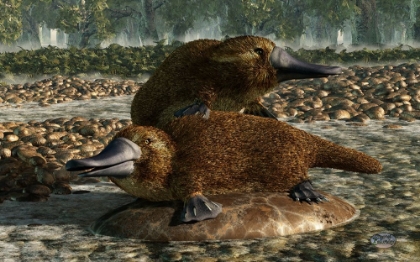 Picture of PLATYPUSES