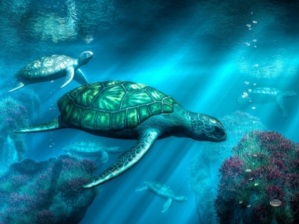Picture of SEA TURTLES