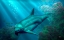Picture of SMILING DOLPHIN