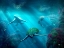 Picture of TURTLE ALLEY