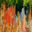 Picture of TORCH LILIES