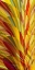 Picture of FLOWER PETALS