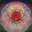 Picture of COSMIC HELICOPTER SEEDS