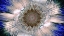 Picture of ICE STAR CBS