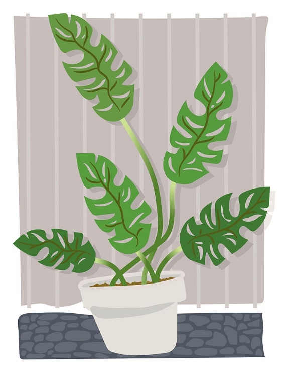 Picture of MONSTERA