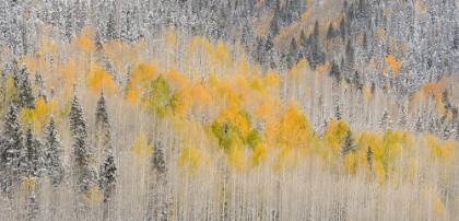 Picture of USA-COLORADO-UNCOMPAHGRE NATIONAL FOREST PANORAMIC OF FRESH SNOW AND AUTUMN COLORS ON FOREST