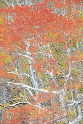 Picture of USA-COLORADO-UNCOMPAHGRE NATIONAL FOREST AUTUMN SNOW ON ASPEN TREES