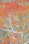Picture of USA-COLORADO-UNCOMPAHGRE NATIONAL FOREST AUTUMN SNOW ON ASPEN TREES
