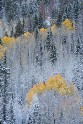 Picture of USA-COLORADO-UNCOMPAHGRE NATIONAL FOREST FRESH AUTUMN SNOW ON ASPENS AND EVERGREENS