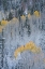 Picture of USA-COLORADO-UNCOMPAHGRE NATIONAL FOREST FRESH AUTUMN SNOW ON ASPENS AND EVERGREENS