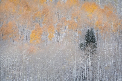 Picture of USA-COLORADO-UNCOMPAHGRE NATIONAL FOREST FRESH AUTUMN SNOW ON ASPENS AND EVERGREEN