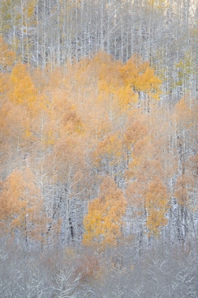 Picture of USA-COLORADO-UNCOMPAHGRE NATIONAL FOREST FRESH AUTUMN SNOW ON ASPENS