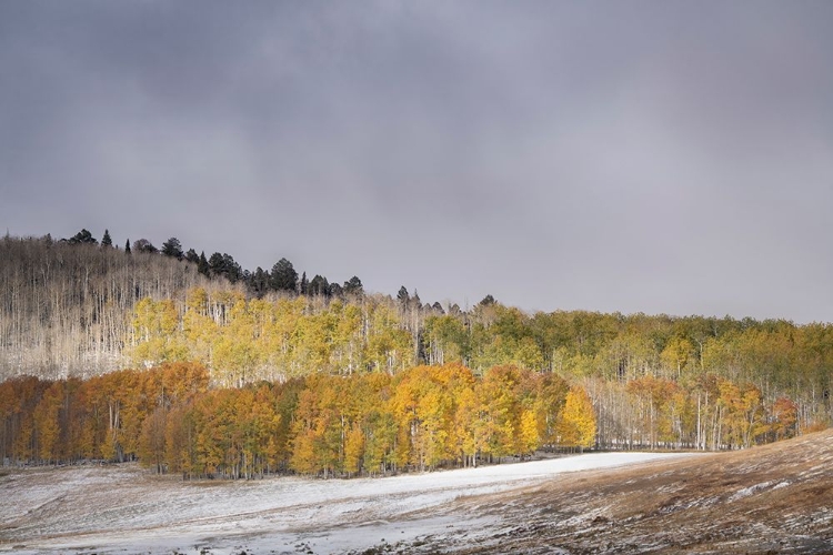 Picture of USA-COLORADO-UNCOMPAHGRE NATIONAL FOREST ASPEN FOREST IN LATE AUTUMN