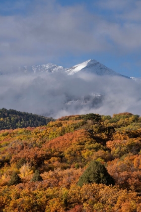 Picture of USA-COLORADO-UNCOMPAHGRE NATIONAL FOREST AUTUMN FOREST AND SNEFFELS RANGE