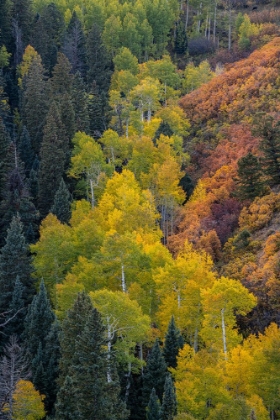 Picture of USA-COLORADO-UNCOMPAHGRE NATIONAL FOREST OVERVIEW OF ASPEN AND GAMBELS OAK TREES IN RAVINE