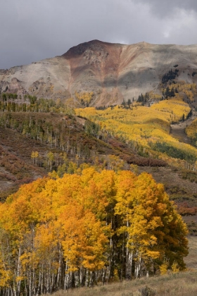 Picture of USA-COLORADO-UNCOMPAHGRE NATIONAL FOREST AUTUMN FOREST AND MOUNTAIN