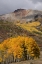 Picture of USA-COLORADO-UNCOMPAHGRE NATIONAL FOREST AUTUMN FOREST AND MOUNTAIN