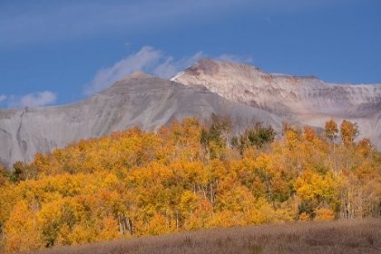Picture of USA-COLORADO-UNCOMPAHGRE NATIONAL FOREST AUTUMN FOREST AND MOUNTAIN