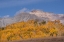 Picture of USA-COLORADO-UNCOMPAHGRE NATIONAL FOREST AUTUMN FOREST AND MOUNTAIN