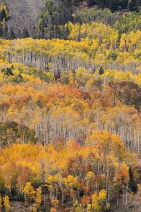 Picture of USA-COLORADO-UNCOMPAHGRE NATIONAL FOREST AUTUMN-COLORED FOREST