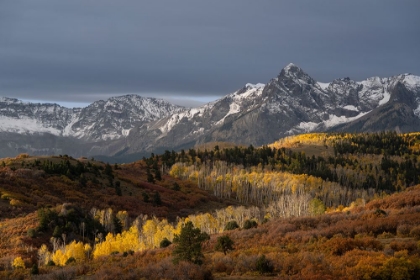 Picture of USA-COLORADO-UNCOMPAHGRE NATIONAL FOREST SNOWY SNEFFELS RANGE AND AUTUMN FOREST