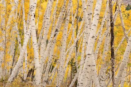 Picture of USA-COLORADO-UNCOMPAHGRE NATIONAL FOREST FOREST OF ASPEN TREES