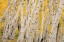 Picture of USA-COLORADO-UNCOMPAHGRE NATIONAL FOREST FOREST OF ASPEN TREES