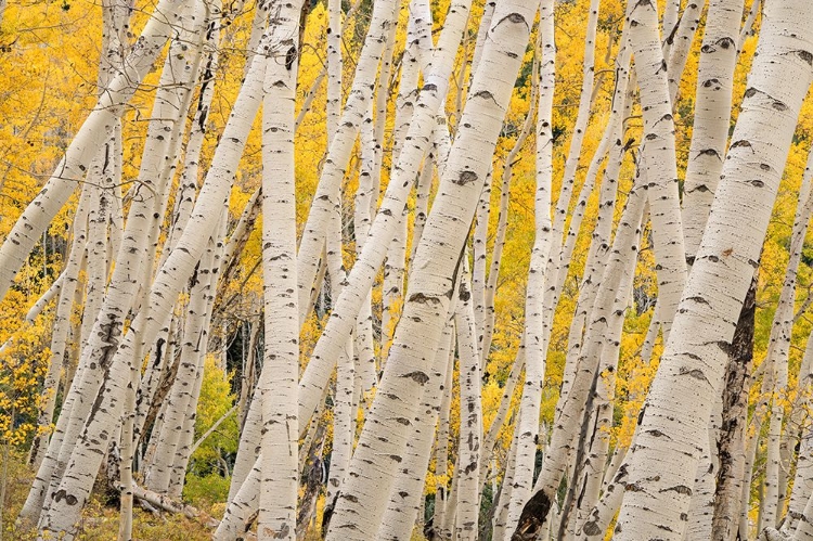 Picture of USA-COLORADO-UNCOMPAHGRE NATIONAL FOREST FOREST OF ASPEN TREES