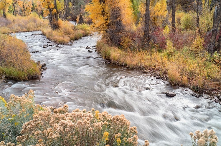 Picture of USA-COLORADO-WHITE RIVER NATIONAL FOREST FRYINGPAN RIVER AND AUTUMN FOLIAGE