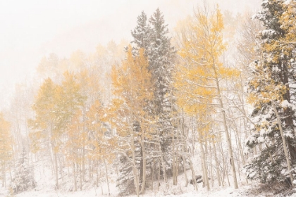 Picture of USA-COLORADO-UNCOMPAHGRE NATIONAL FOREST ASPEN AND SPRUCE AFTER AUTUMN SNOWSTORM