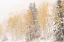 Picture of USA-COLORADO-UNCOMPAHGRE NATIONAL FOREST ASPEN AND SPRUCE AFTER AUTUMN SNOWSTORM